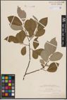 Foto von Salix caprea L.